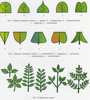 Примеры листьев