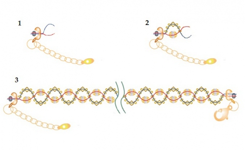 браслет, из бисера, бусин биконус, бусин шамбала, схема, как крепить каллот и застежку