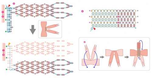 бант сплетенный на одной нити из бисера, ажурная сетка для бисерного банта, схема,